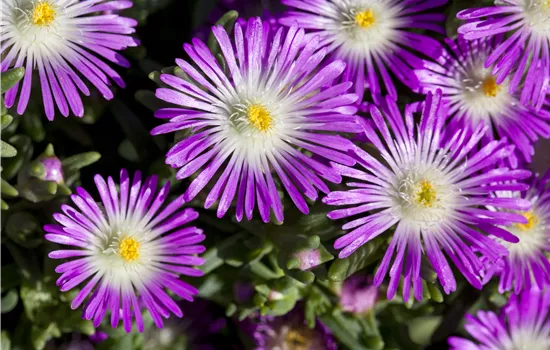 Delosperma Wheels of Wonder 'Violet Wonder' Delosperma Wheels of Wonder 'Violet Wonder'