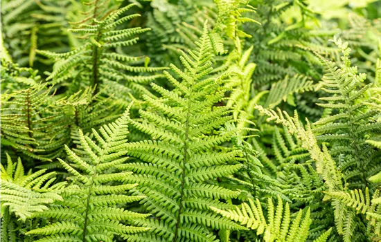 Dryopteris affinis Dryopteris affinis