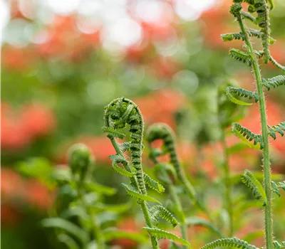 Dryopteris filix-mas Dryopteris filix-mas