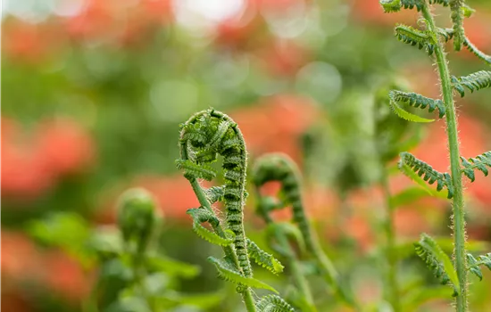 Dryopteris filix-mas