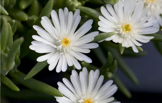 Delosperma 'Jewel of Desert Moonstone'