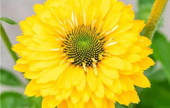 Echinacea purpurea 'SunSeeker Golden Sun'