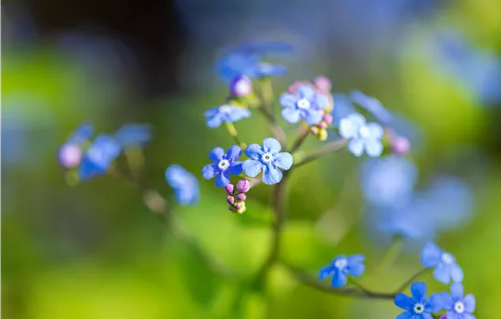 Brunnera macrophylla