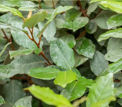 Elaeagnus ebbingei 'Compacta' Elaeagnus ebbingei 'Compacta'