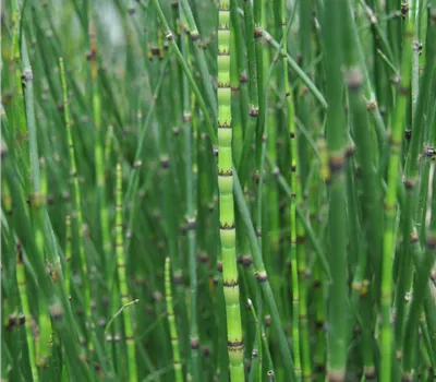 Equisetum hyemale Equisetum hyemale