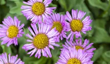 Vergerette 'Rosa Juwel'