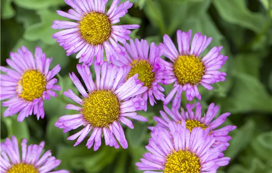Erigeron hybridus 'Rosa Juwel'