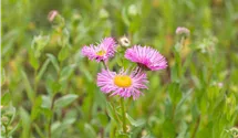 Vergerette 'Rosa Juwel'