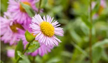 Vergerette 'Rosa Juwel'