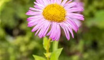 Vergerette 'Rosa Juwel'