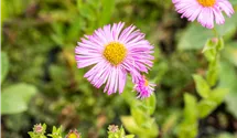 Vergerette 'Rosa Juwel'