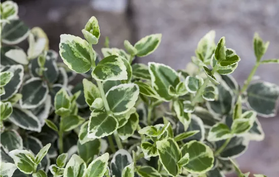 Euonymus fortunei 'Emerald Gaiety'
