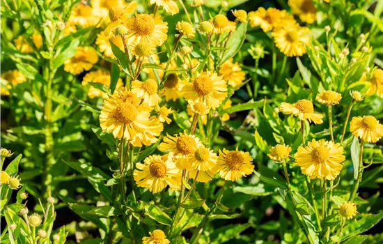 Helenium 'Sombrero'