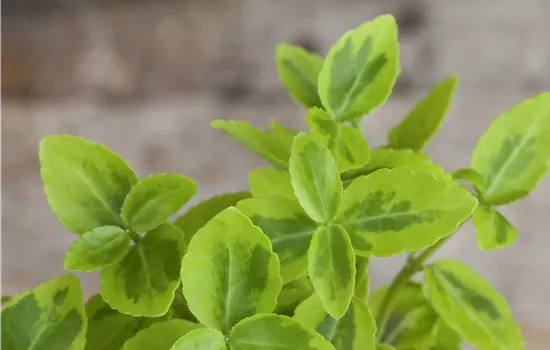 Euonymus fortunei 'Emerald'n Gold'