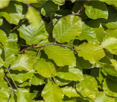 Fagus sylvatica 'Dawyck Gold' Fagus sylvatica 'Dawyck Gold'