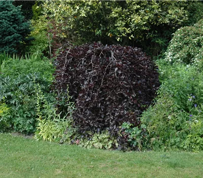 Fagus sylvatica 'Purpurea Pendula' Fagus sylvatica 'Purpurea Pendula'