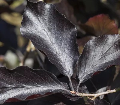 Fagus sylvatica 'Swat Magret' Fagus sylvatica 'Swat Magret'