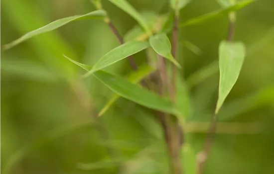 Fargesia murielae 'Bimbo'