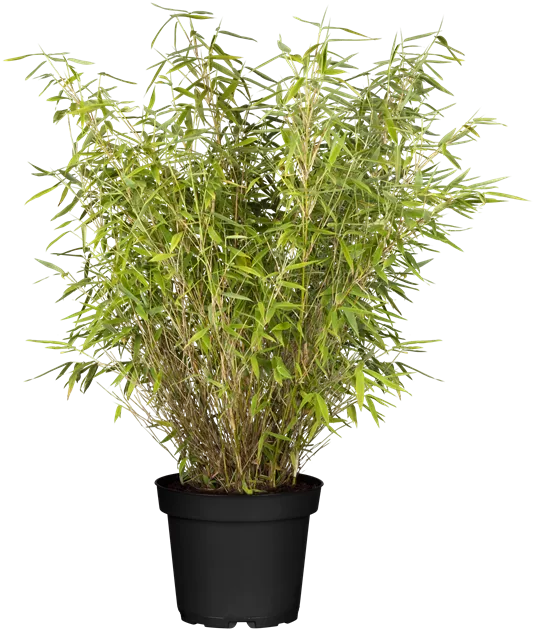 Fargesia murielae 'Jumbo'