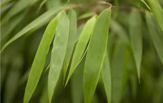 Fargesia murielae 'Rufa' Fargesia murielae 'Rufa'