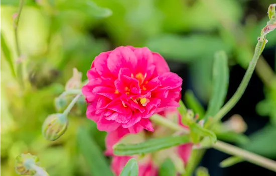Helianthemum hybrida 'Cerise Queen'