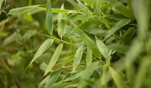 korbmarante kaufen Korbmarante 'Yellow Miracle' kaufen  Mein schner Garten Shop