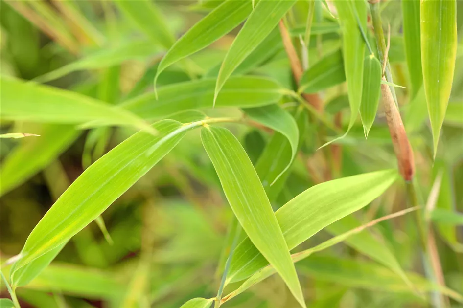 Fargesia murielae 'Simba'
