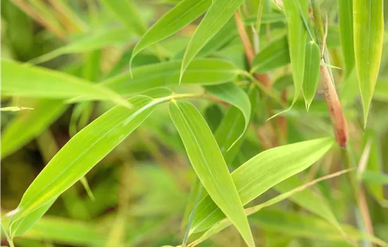 Fargesia murielae 'Simba'