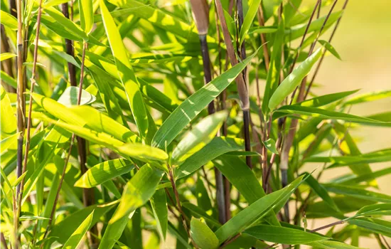 Fargesia nitida 'Black Pearl' Fargesia nitida 'Black Pearl'